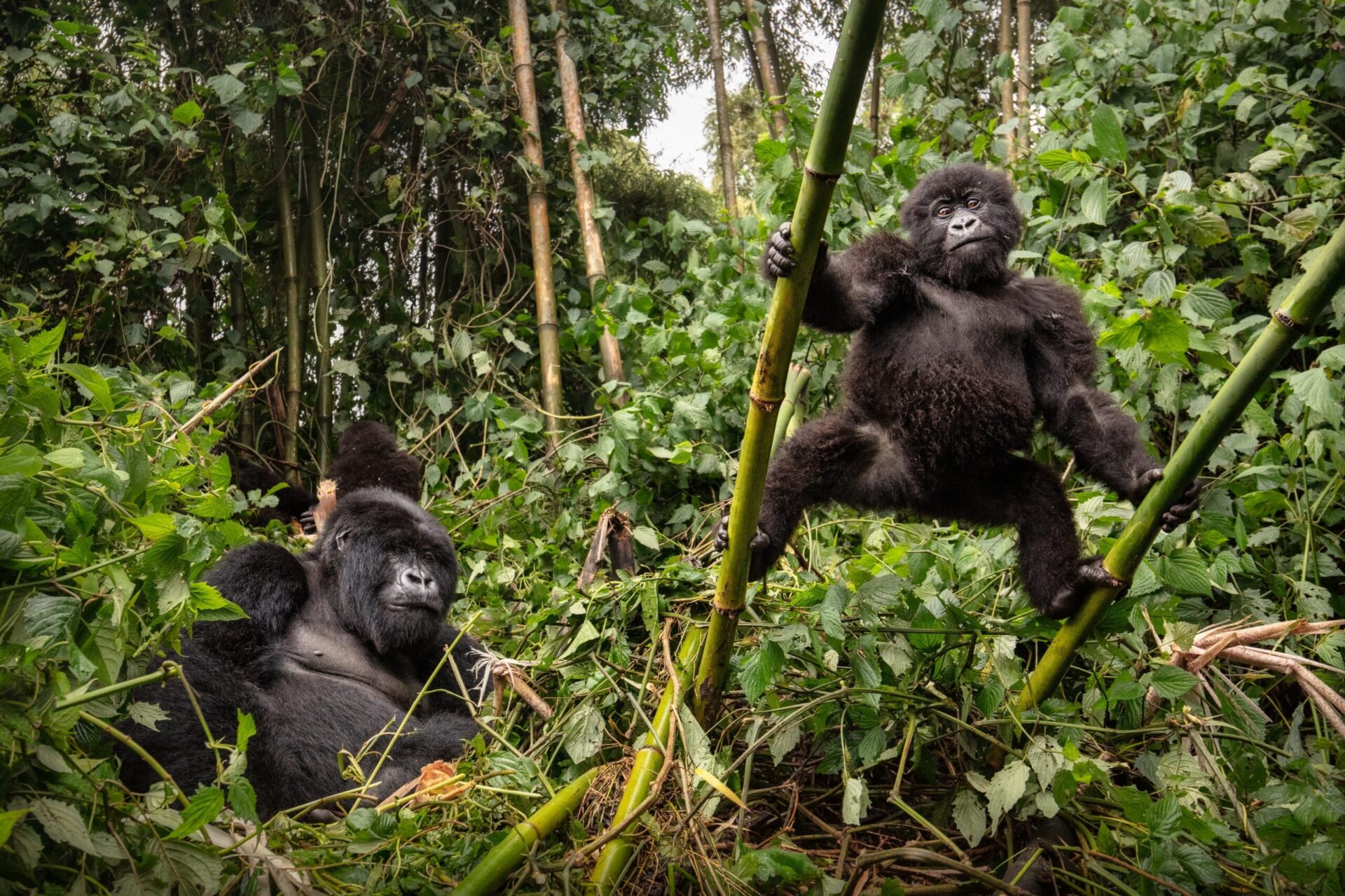 Gorilla Tourism Promoting Conservation in Uganda
