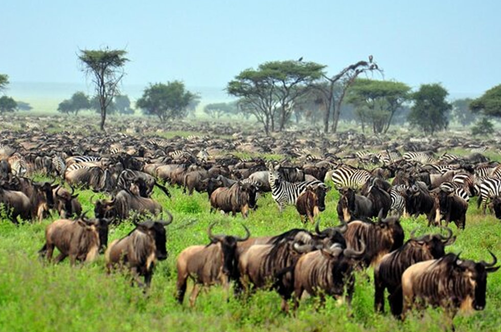 5 Great Sights to See Safaris of Africa Live!
