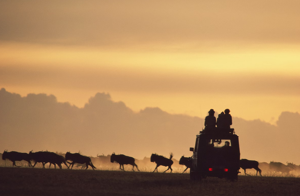 African Safari