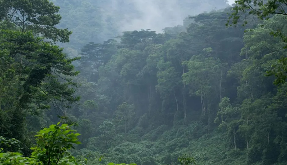 Guide to Gorilla Trekking in Virunga Mountains