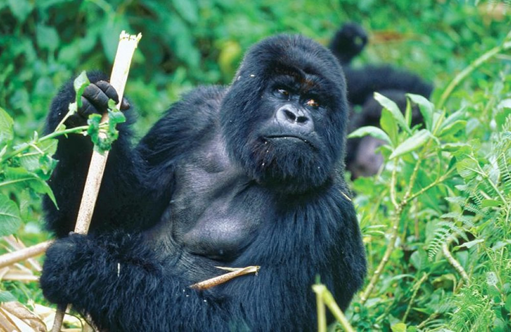 Planning a Budget Gorilla Trek in Rwanda
