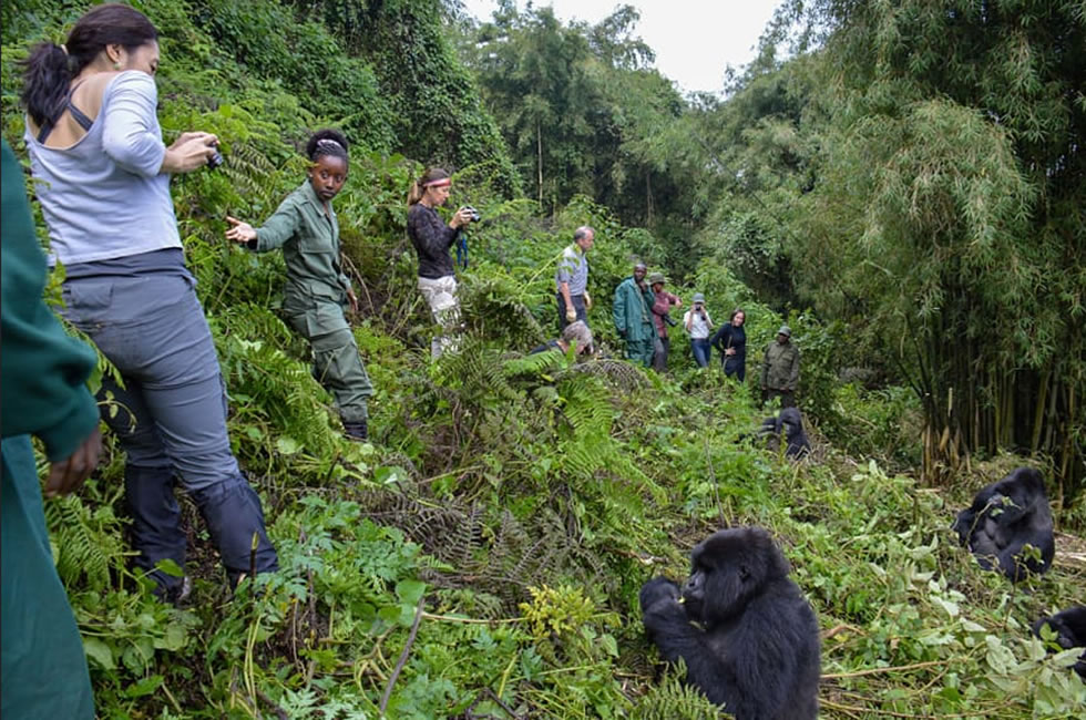 Gorilla Trekking: Guide to Visiting the Gorillas in Africa