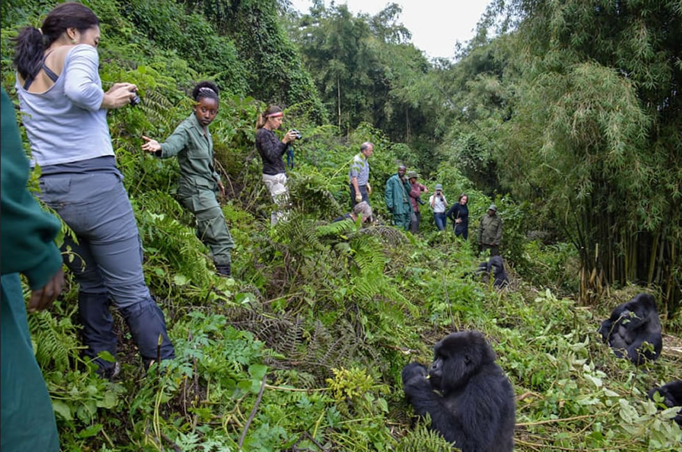 Gorilla Trekking