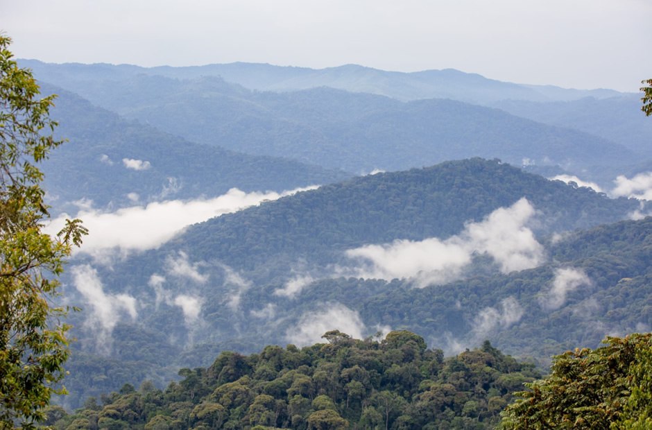 Nyungwe Forest