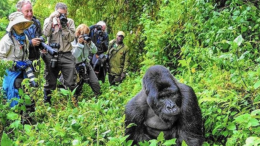 Gorilla Trekking: 5 Tips for a Successful Trek in Africa