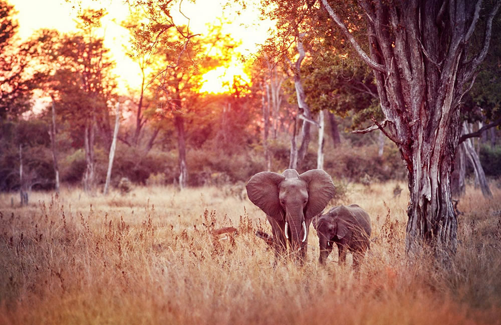 South Luangwa National Park