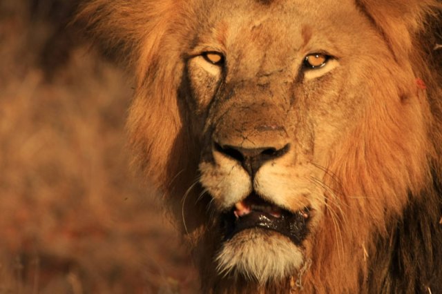 Lions of Africa
